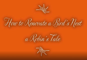 "How to Renovate a Bird's Nest" - A Robin's Tale