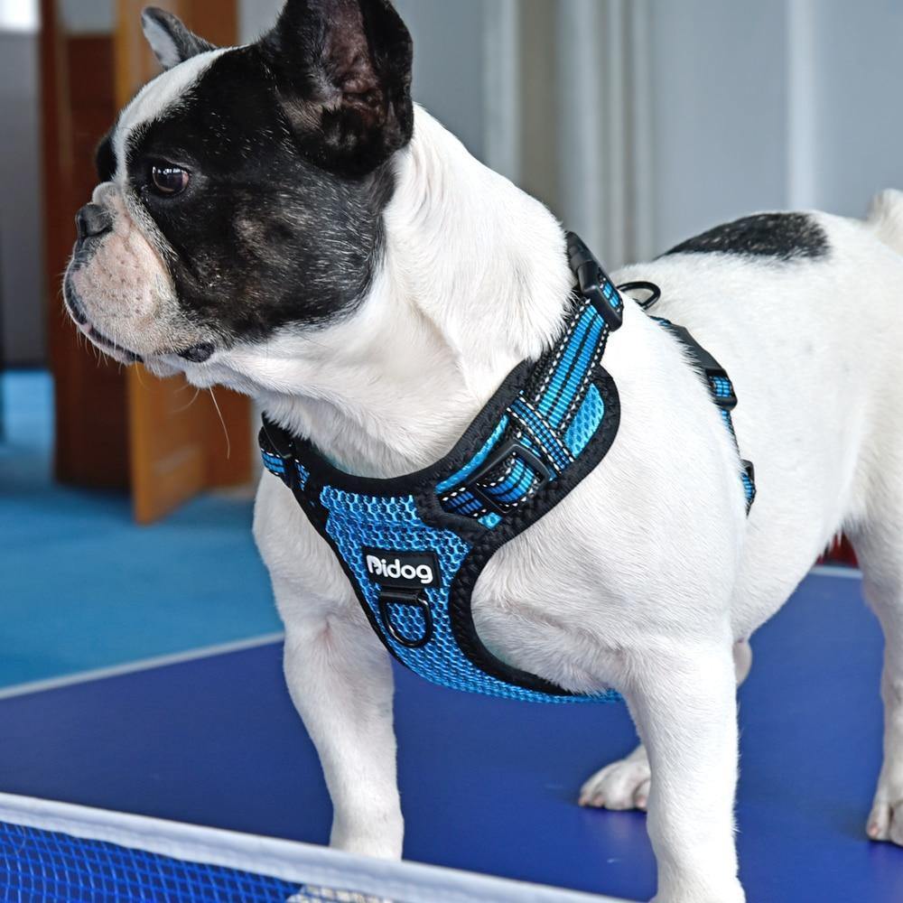 DiDog No-pull Nylon Dog Harness | FancyPetTags.com