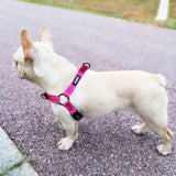 Dogfad Simplicity No Pull Harness - www.FancyPetTags.com