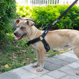 Dogfad Simplicity No Pull Harness - www.FancyPetTags.com