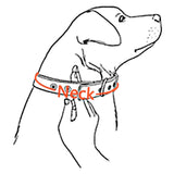 Simple Customized Laser Printed Pet Collar - 15: FancyPetTags.com