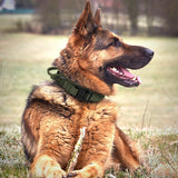 Tactical Dog Collar With Side Handle - www.FancyPetTags.com