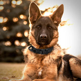 Tactical Dog Collar With Side Handle - www.FancyPetTags.com